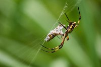 R5_CO_R0A6407 ZS .jpg