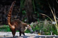 R5_CO_R0A4252 ON1.jpg