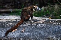 R5_CO_R0A4254 ON1.jpg